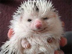 hedgehog,cute,animal,adorable,pet
