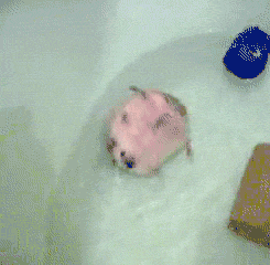 hedgehog,animals,water,playing,swimming,im buying one,bath