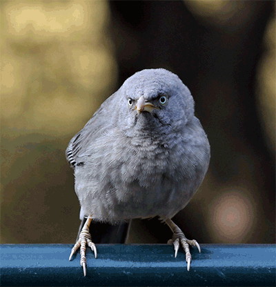 bird,grumpy