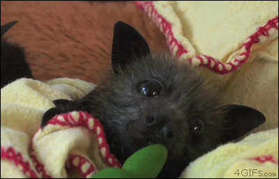 bat,animals,cute