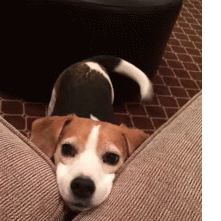 dog,happy,beagle,lap
