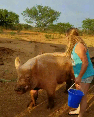 Pig wcgw ride GIF on GIFER - by Munigra