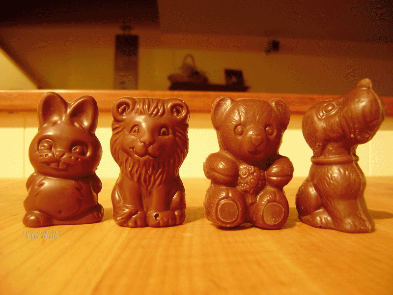 animals,dog,rabbit,lion,cutie,brown,miam,boo bear