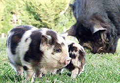 piglet,this little piggy,pig
