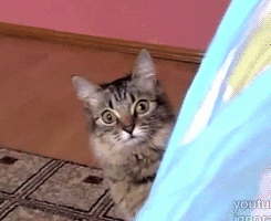 wtf,cat,reaction,shocked,watching,no way,zoom in