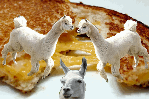 grilled cheese,dance,cheese,llama