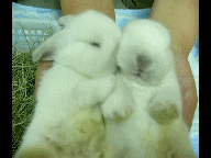 hug,nature,love,kiss,rabbit,aw,bunnies