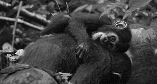 Black and white monkey chimps GIF.