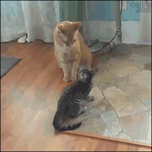 kitten,fighting,cats