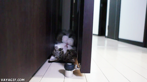 kitty,cat,kitten,eating,eat,door