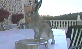 rabbit,rabbits,funny,animals,bunny,pot,drumming