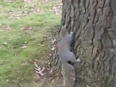 drunk,squirrel,af