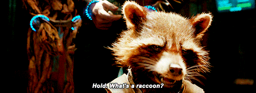 rocket raccoon