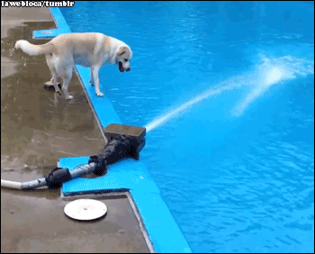 slip,pool fail,dog fail