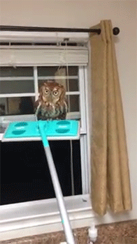 video,siz,owl