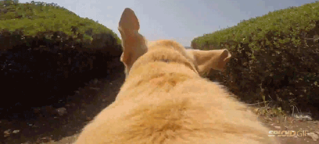 dog,video,sea,swimming,happiness,joy,towards,sicily