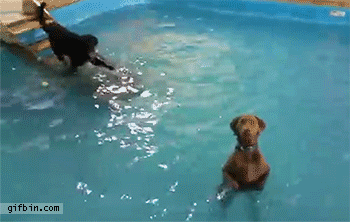 dogs,swimming,pool