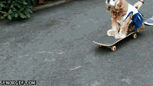 cute,dog,skateboarding,dressed up