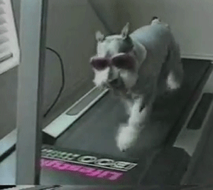 animals,dog,sunglasses,snoop dogg,treadmill