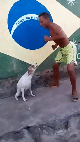 dance,dog