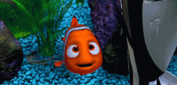 finding dory,nemo,real,april,dory,finding,fools