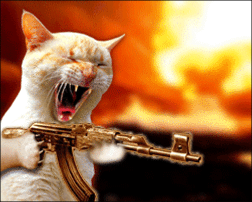machine gun,crazy cat lady,cat