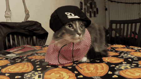 cat costume,halloween