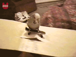bird,skateboarding