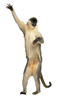 transparent,hello,hola,hi,hey,monkey,waving