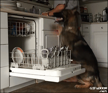 dishwasher,pastor aleman,dog