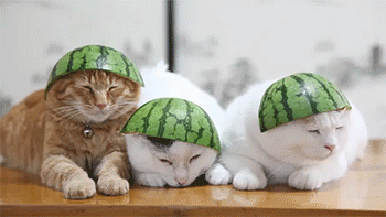 cats,sleepy,watermelon,hats,cats wearing hats