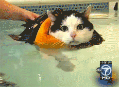 swimming,cat,funny,cute
