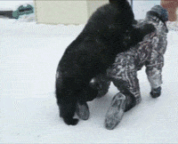 animals,bear,bears