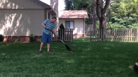 lawn,dog,mowing