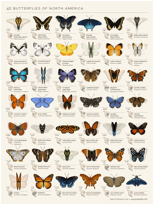 butterflies,chart