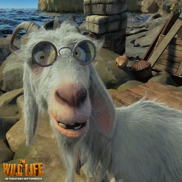 Funny Gifs : goat GIF - VSGIF.com