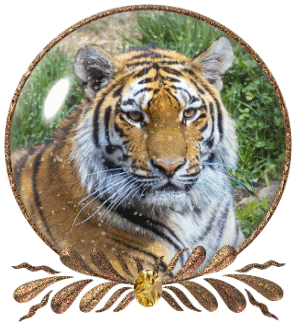 tigers,transparent