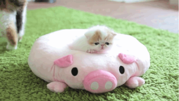 piglets,baby pig