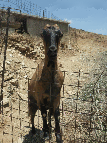 happy,goat,spinning,hello,tongue