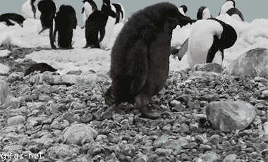 penguin,animals,work,morning,go,penguins,ready,quite