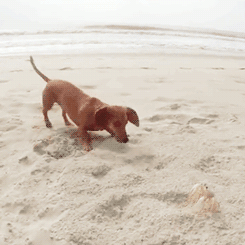 sea,dog,beach