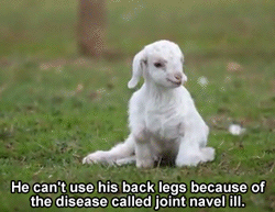 baby goat,animals,adorable,kids,inspiration,goat,goats,inspirational,wheelchair,animal rights,disability,frostie,snow goat,frostie the goat,goat s,animals with disabilities,tiny wheeling goat
