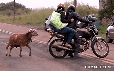 head,motorcycle,goat