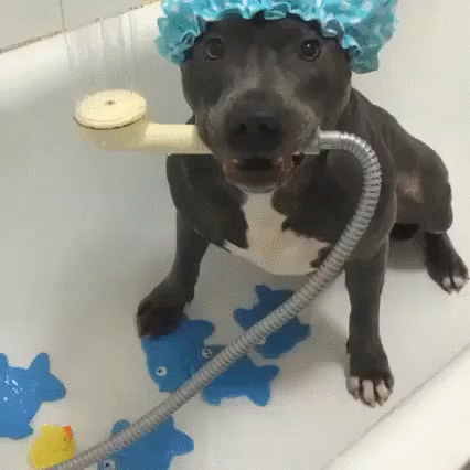 dirty,dog,girl,yeah,bath,wash
