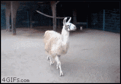 bitch im fabulous,llama,sorry not sorry,sorry for being so fabulous