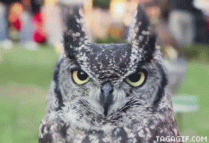 owl,blink