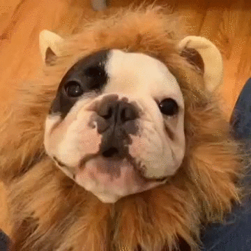 roar,lion