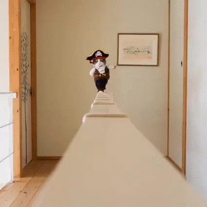pirate,cat