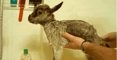 goat,new born,tub,scrub,wow,super,sheep,massage,dub,good to see