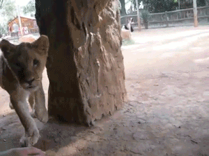 lioness,animal,lion,lion cub,cute animal